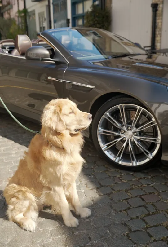 Aston martin db9 z bxioznnoryrh1wh zoo
